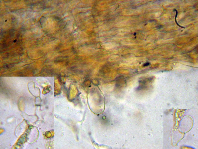 Cortinarius 2 da determinare (cfr. Cortinarius scobinaceus)